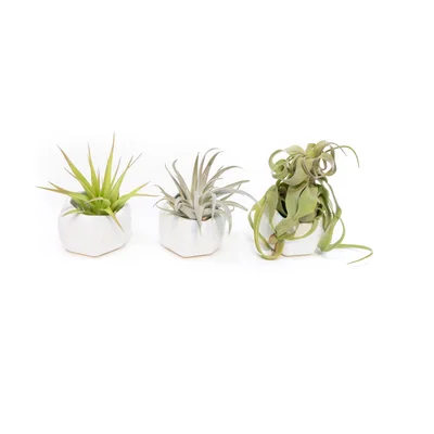 Air Plant Supply Co. Trio geometrischer Keramiktöpfe
