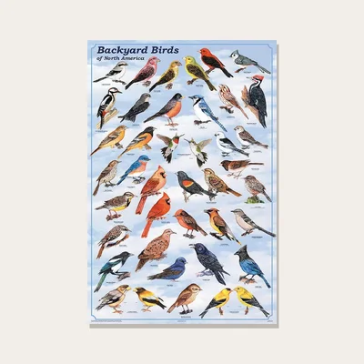 Poster plastificato Backyard Birds of North America Frey Scientific