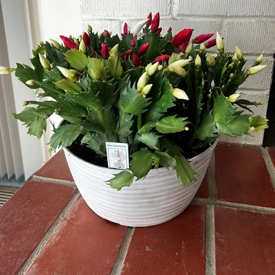 Christmas Cactus Plant in 4-Inch Pot