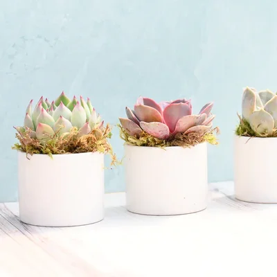 Tris di piccole piante grasse assortite Grow by Gifting