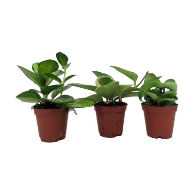 Assortiment de 3 plantes hoya