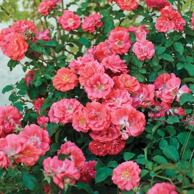 David Austin Rose Mary Rose im Topf