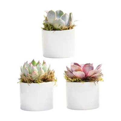 Grow by Gifting Succulent Trio in Pots