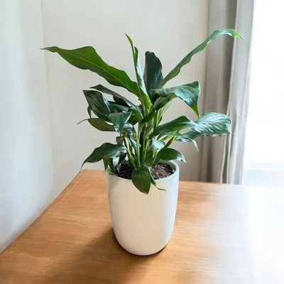 Peace Lily in Ceramic Pot