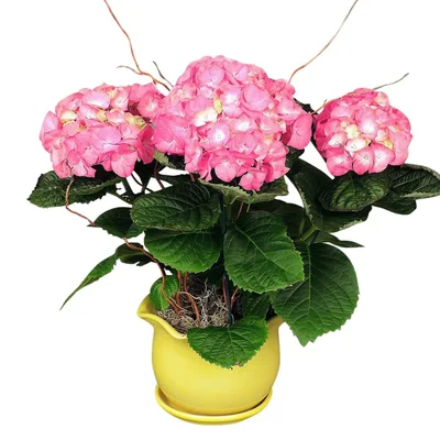 Potted Hydrangea Plant