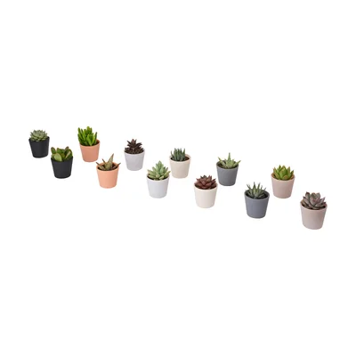 IKEA Mini Succulent in Pot