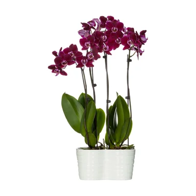 Costa Farms Phalaenopsis-Orchidee im Keramiktopf