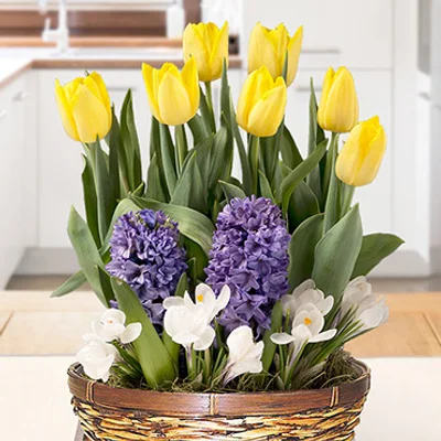 Holland Bulb Farms Spring Treasure Potted Bulb Garden