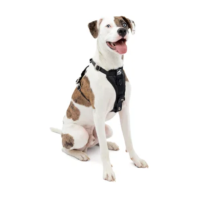 Kurgo Tru-Fit Enhanced Strength Dog Car Harness