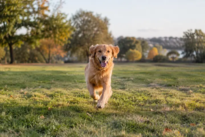 A golden retriever running across a park in late afternoon sun.